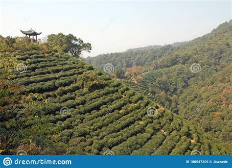 Longjing Tea Village Near Hangzhou In Zhejiang Province China View Of