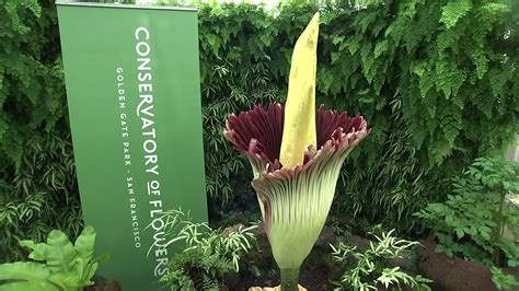 Corpse flower — or giant corpse flower can refer to: What does the corpse flower smell like to you? | abc7news.com