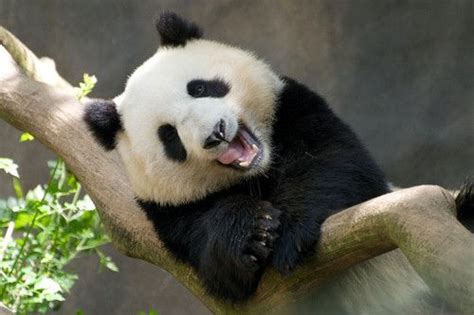 Panda Laughing Ohhh My Panda Love Pinterest