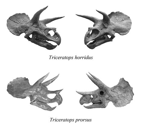 Did The Two Species Of Triceratops Coexist Ant Any Time In The Cretaceous I Have One Article