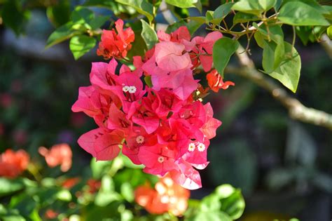 However, it hates cold weather so those in northern florida should treat as an annual or grow in containers for winter protection. My Viewfinder: South Florida winter flowers