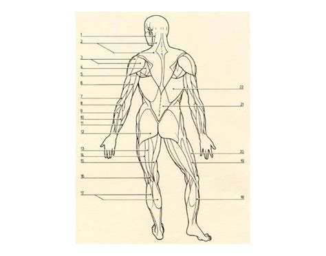 Muscular System Posterior Quiz
