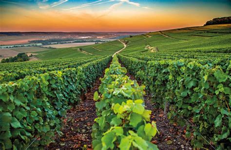 Discover The World Of Champagne And One Of Frances Best Wine Region