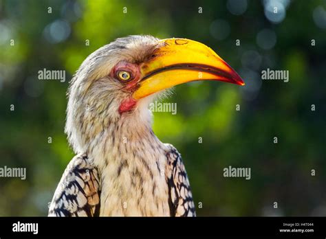 Southern Yellow Billed Hornbill Kruger National Park South Africa