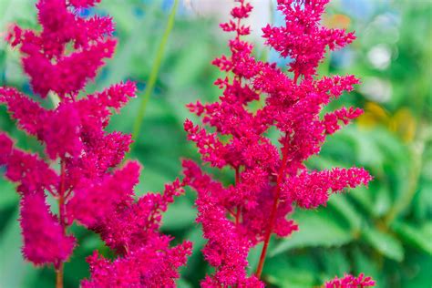 Growing Guide How To Grow Astilbe