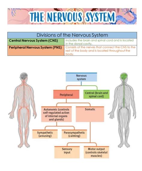 The Nervous System Tissues And Brain Anatomy And Physiology Nursing