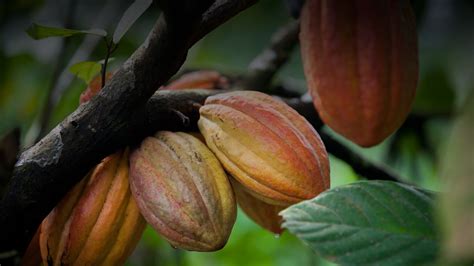 Cacao Bean Tree