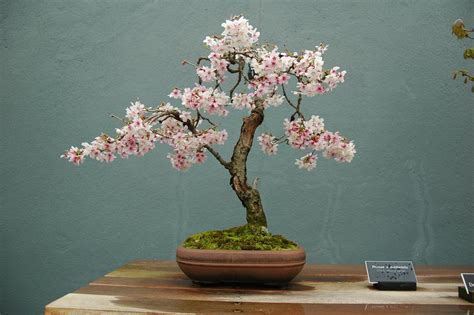 Bonsai Gakusei Japanese Flowering Cherry Prunus Serrulata