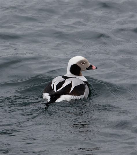 Identification Of 9 Diving Duck Species A Photographic