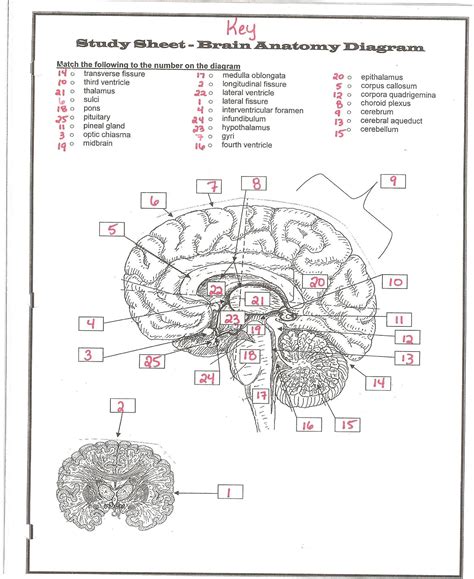 Brain Anatomy Worksheet Pdf