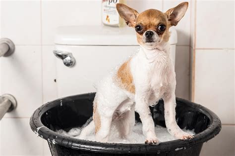 The chihuahua is the most famous of the purse puppies, toy dogs toted around in chic upscale the most famous celebrity chihuahua is tinker bell, who spends her days nestled in socialite paris. Chihuahua Steckbrief | Charakter, Wesen & Haltung