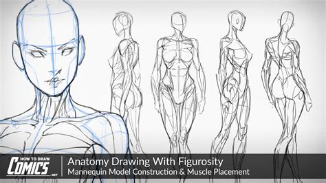 Human Anatomy Drawing Lessons ~ Reference Creatureartteacher Artist