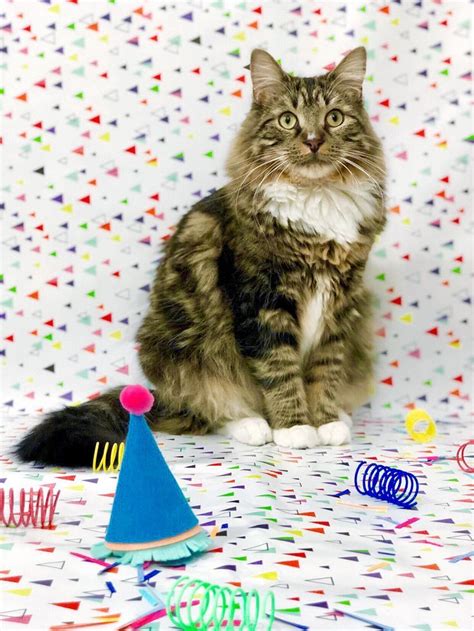Easy Cat Birthday Party Hat Diy Cat Birthday Party Cat Birthday Cat