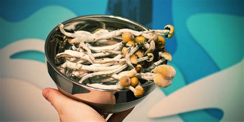 How To Harvest Multiple Flushes From A Magic Mushroom Grow Kit