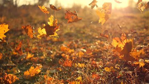 Autumn Leaves Falling Slow Motion Sun Stock Footage Video 100 Royalty