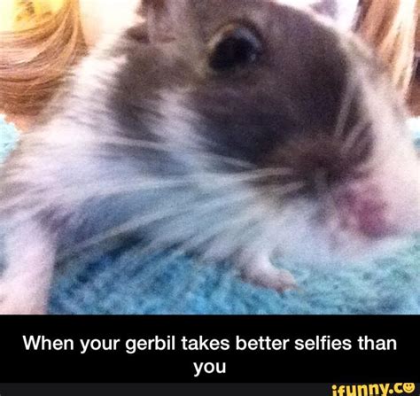 Gerbils Adorably Twitchy Ears Fluffy Fur Quirky Memes Small Pet Select