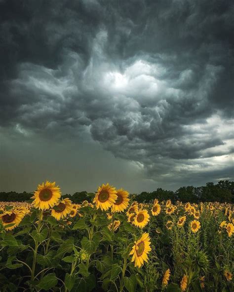 Taken During A Thunderstorm Over A Sunflower Field In Germany Photo By