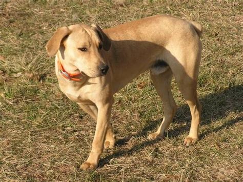 Mountain Cur Hunting Dogs Hunting Dogs Dog Breeds Dogs