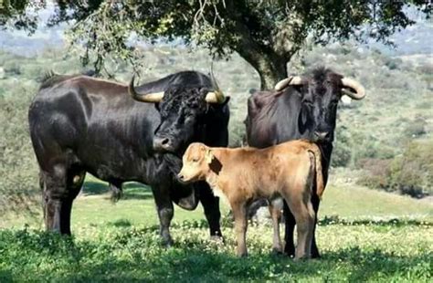 Toro Vaca Y Ternero Vacas Y Terneros Toros Toros De Lidia
