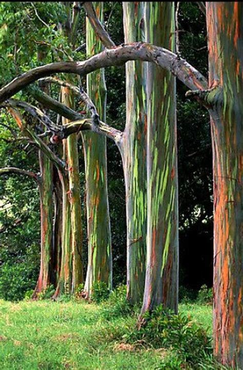 Rainbow Eucalyptus Deglupta Showy Tropical Tree 30 Rare Seeds Bonsai