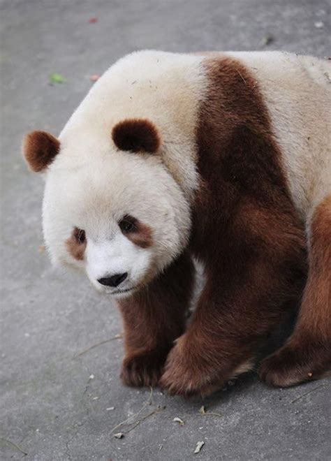 Best 25 Brown Panda Ideas On Pinterest Panda Bear Giant Pandas And