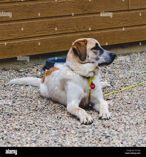 Dog Relaxing At The Cabin Stock Photo Alamy