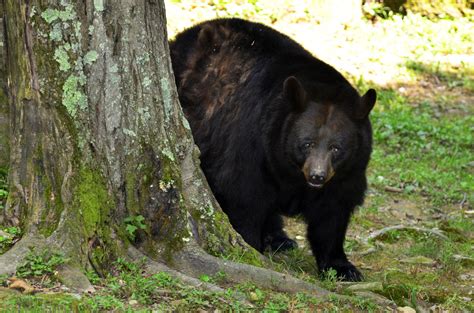 West Virginia State Animal Black Bear Black Bear West