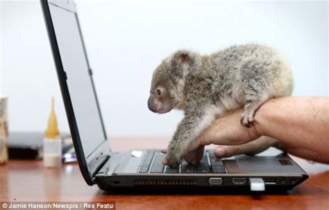 Cute Baby Koala Was Found Abandoned On A Roadside 5 Pics