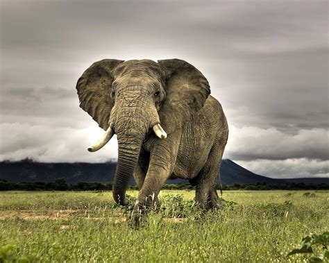 Beautiful Animals Safaris Elephant Animal Safaris