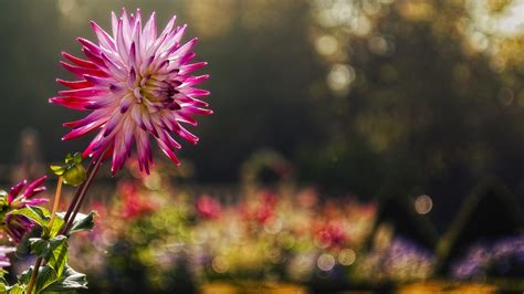 20 Perfect Macro Flower Desktop Wallpaper You Can Use It For Free