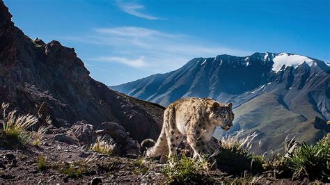 Tracking Snow Leopards India Mongolia Kyrgyzstan Or Tajikistan