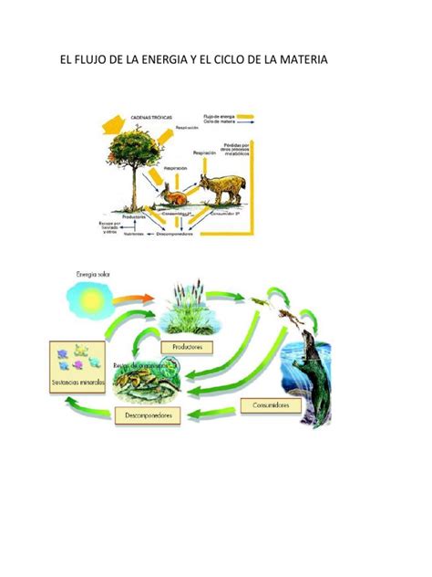 El Flujo De La Energia Y El Ciclo De La Materia Nitrógeno Fósforo