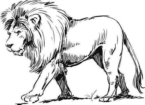 Black And White Lion Illustrations Royalty Free Vector Graphics And Clip