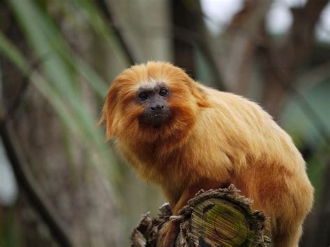 Episode 115 A Treasure The Golden Lion Tamarin All Creatures Podcast