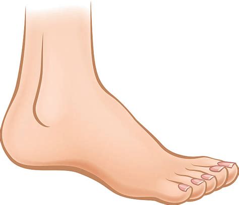 Foot Clip Art Vector Images And Illustrations Istock