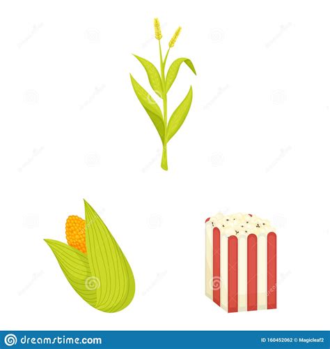 Vector Design Of Maize And Food Symbol Collection Of Maize And Crop
