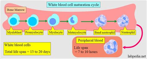 White Blood Cells Part 1 White Blood Cells Wbc Development