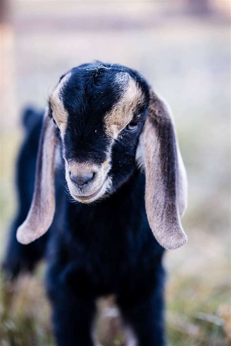 Baby Goat Photos All Things Fall Half Baked Harvest