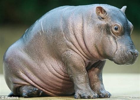 The Hippopotamus Is The Third Largest Land Animal Toefl Macho Hippo