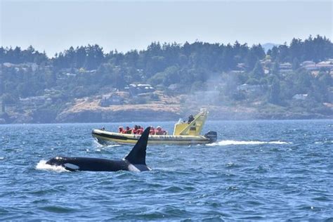 Tripadvisor Zodiac Whale Watching Adventure From Victoria Provided By