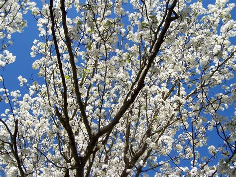 Finch Rare Bradford Pear Blooms Have Distinct Odor