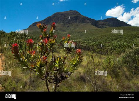 The Helderberg Mountain Can Be Seen Behind Colourful Fynbos Vegetation