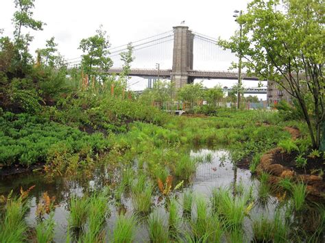 Nature On The Edge Of New York City Wetlands At The Shores Of Manhattan