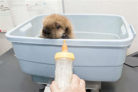 Adorable Video Baby Sea Otter Learns To Swim Groom Play At Shedd