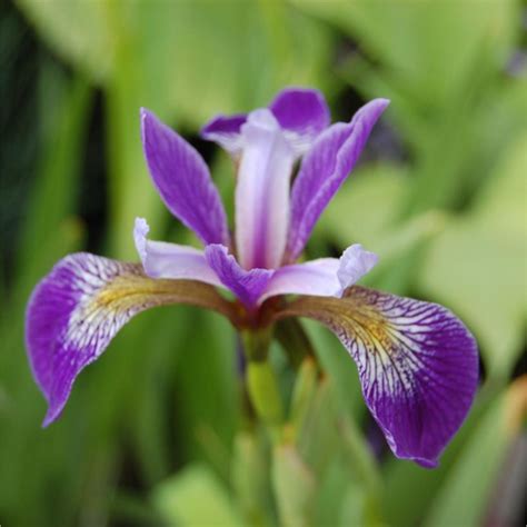 Northern Blue Flag Iris Versicolor Plant Addicts