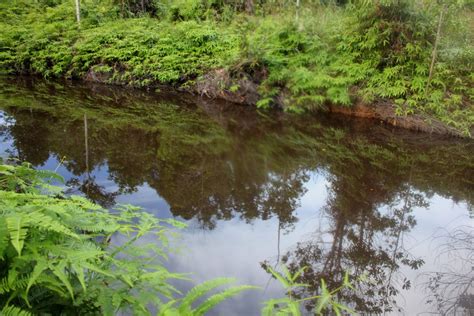 Biotopes Of Brunei Cyprinid Diversity In The Blackwaters Of The Lumut