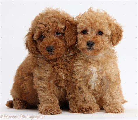 Dogs Two Cute Red Toy Poodle Puppies Photo Toy Poodle Puppies