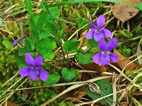 Fileviola Reichenbachiana 001 Wikipedia