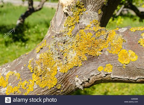 Fungus Pest On A Lemon Tree Trunk Stock Photo 105223115