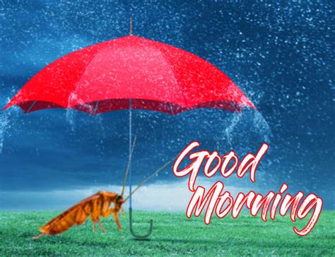 Good Morning Nature Rain Good Morning And Rainy Day Photos Good Morning Rainy Images